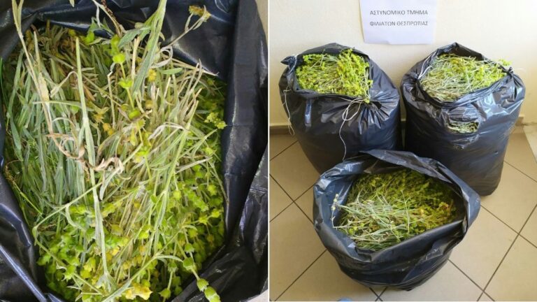 Συνελήφθησαν στη Μουργκάνα Φιλιατών δύο αλλοδαποί για παράνομη κοπή αρωματικών φυτών