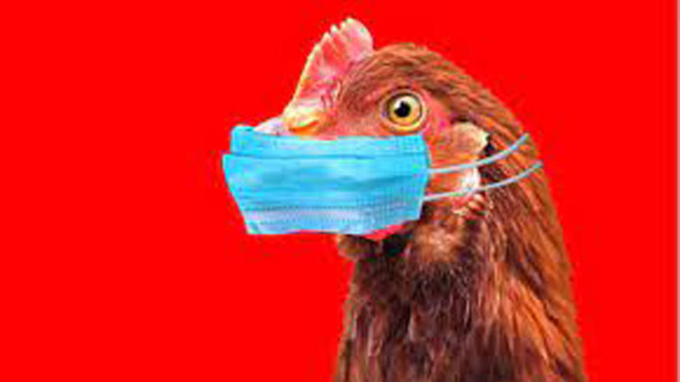 Οδηγίες για την εφαρμογή μέτρων βιοασφάλειας για τη γρίπη των πτηνών